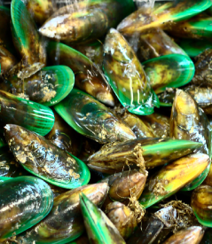 Dozens of mussels in a pile