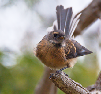 Fantail on a branch