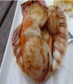 Cooked scallops in shell